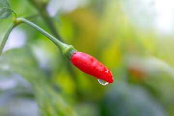 Chili peppers planted in the chilli garden