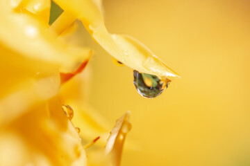 Raindrops stuck on flower petals