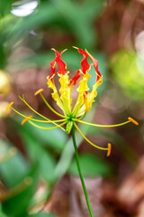Climbing lily flowers with distinctive red and yellow petals are prominently displayed amidst lush green leaves.