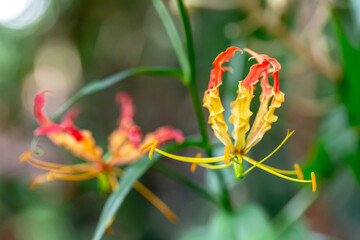 Climbing lily flowers with distinctive red and yellow petals are prominently displayed amidst lush green leaves.