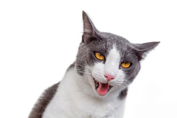The cat is looking for something on white background