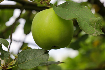 ​A single green apple ripens on a branch among the leaves, showcasing its natural beauty in an orchard. The succulent fruit is ready for harvest, its skin glistening under the summer sun.