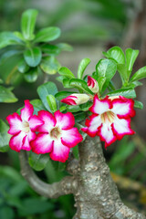 Desert Rose flower or adenium in the garden with blurry green leaf in the background