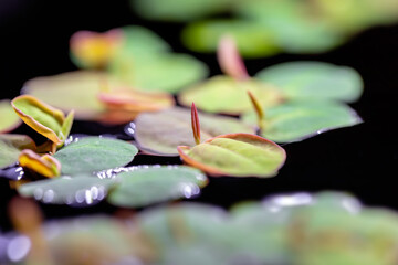 Floating watermoss(Salvinia cucullata), or Salvinia natans, on water surface
