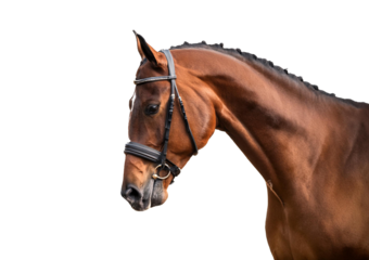 Bay sport horse Isolated on transparent or white background