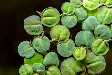 Floating watermoss(Salvinia cucullata), or Salvinia natans, on water surface