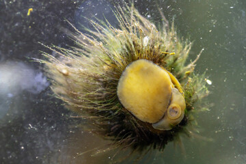 Freshwater snails in the aquarium are eating algae.