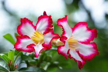 Desert Rose flower or adenium in the garden with blurry green leaf in the background