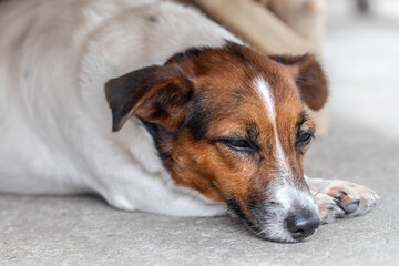 The dog is lying down comfortably and looking over