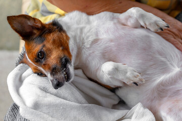 happy dog is lying on its owner lap.