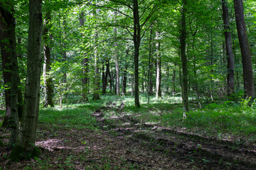 Bright sunlight breaks through the dense tree crowns, creating a play of light and shadow on the forest path. This photograph conveys a sense of peace and tranquility, showing a clean, untouched corne