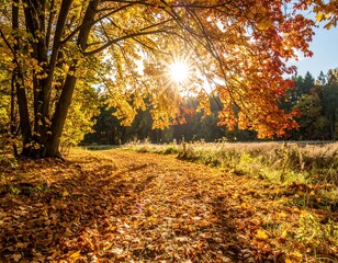Obraz premium Autumnal forest path