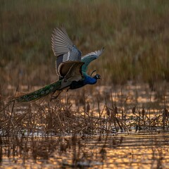 peacock in the water
