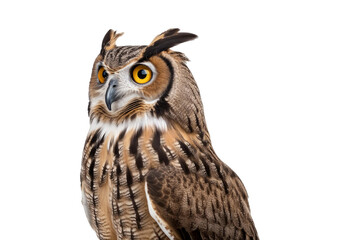 Fototapeta premium Owl Isolated on transparent or white background
