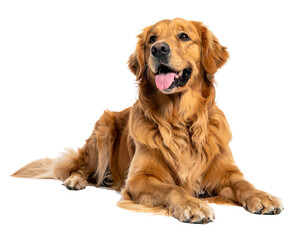 Golden retriever lying, looking up