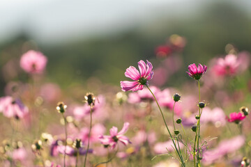Fototapeta premium Beautiful Wildflower Field with Vibrant Pink Blossoms Under Soft Natural Light and Blurred Green Background in a Scenic Landscape