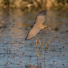 heron in flight
