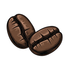 Two roasted coffee beans in close up on a white background.