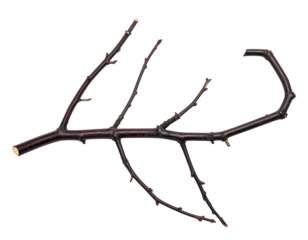Close-up of a dark brown, segmented branch with several thinner branches