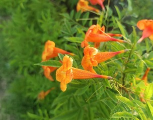 The image shows the vibrant orange, trumpet-shaped flowers of a plant commonly known as Cape...