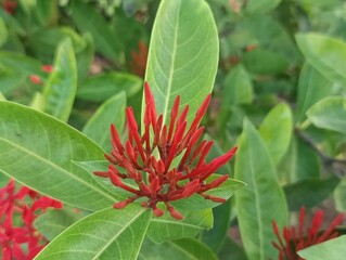 The image displays a vibrant cluster of Ixora coccinea flowers, commonly known as Flame of the Woods, Jungle Geranium, or Jungle Flame. 