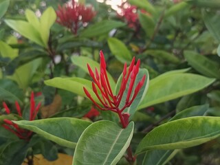 The image displays a vibrant cluster of Ixora coccinea flowers, commonly known as Flame of the Woods, Jungle Geranium, or Jungle Flame. 