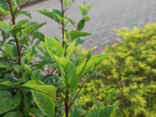 The image shows a red Hibiscus flower, likely a Hibiscus rosa-sinensis, also known as Chinese hibiscus or China rose. 