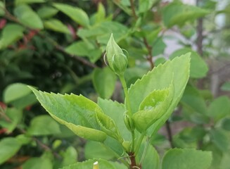 The image shows a red Hibiscus flower, likely a Hibiscus rosa-sinensis, also known as Chinese hibiscus or China rose. 