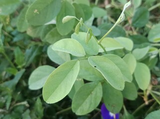 The plant shown in the image is most likely Clitoria ternatea, commonly known as Asian pigeonwings, bluebellvine, blue pea, or butterfly pea. 