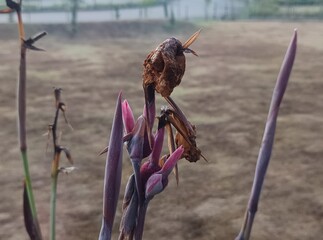 The image shows the flower of a Thalia dealbata plant, also known as Powdery Thalia or Hardy Water Canna. 