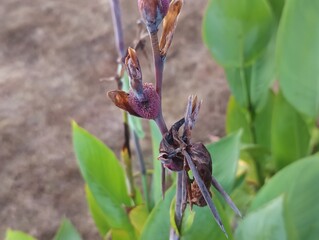 The image shows the flower of a Thalia dealbata plant, also known as Powdery Thalia or Hardy Water Canna. 