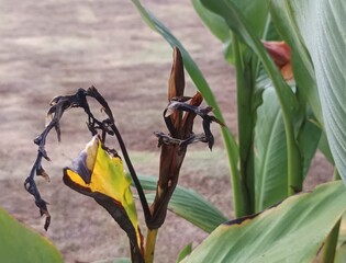 The image shows the flower of a Thalia dealbata plant, also known as Powdery Thalia or Hardy Water Canna. 