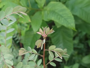 The plant in the image appears to be an American Elm (Ulmus americana). 