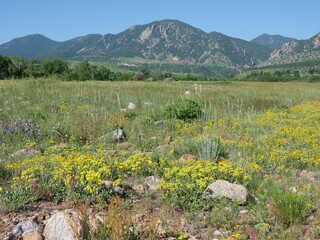 Early Summer Wildflowers on Boulder Prairie with Flatirons, South Boulder Creek West Trail, Colorado © Ted