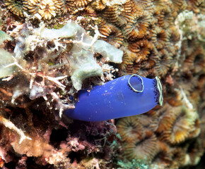 A Blue Sea squirt in a shallow reef Boracay Island Philippines