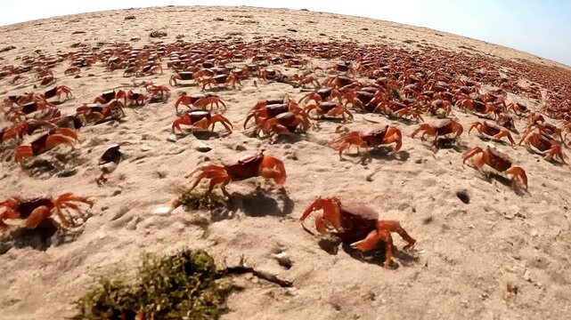 Fisheye wide angle view of a huge army of red crabs swarming across a sandy beach during their spectacular annual migration to the ocean on Christmas Island.