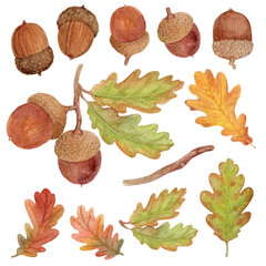 Acorn and leaves oak hand drawn watercolor isolated on transparent background. © wonder