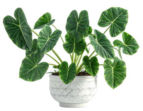 Large, vibrant plant in a white pot