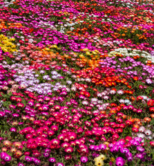 Obraz premium Colorful Field of Mesembryanthemum Flowers in Full Bloom Under the Bright Afternoon Sun