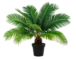 Green cycad plant in dark pot