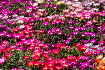 Obraz premium Colorful Field of Mesembryanthemum Flowers in Full Bloom Under the Bright Afternoon Sun