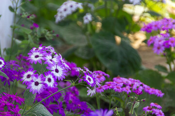 Vibrant Purple and White Cineraria Flowers Blooming in a Lush Garden Under the Warm Morning Sunlight