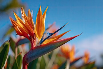 Obraz premium Vibrant bird of paradise flower in sunlight