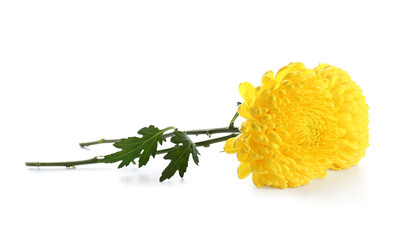 Beautiful yellow chrysanthemum flower on white background