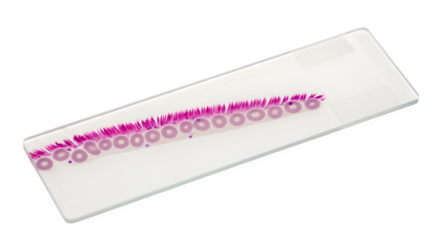 Microscope slide with stained blood smear isolated on transparent background showing red blood cells and white blood cells under magnification