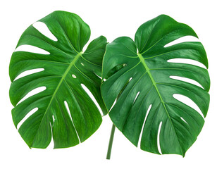 Two large, vibrant green monstera leaves, overlapping,  showing intricate venation