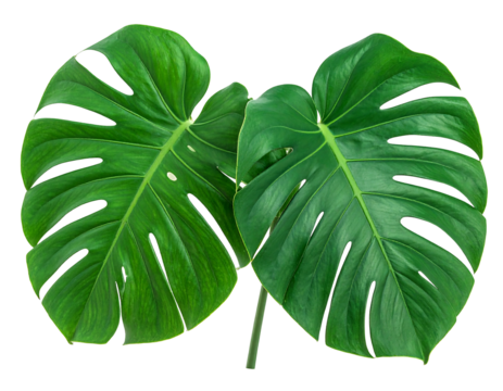 Two large, vibrant green monstera leaves, overlapping,  showing intricate venation
