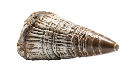 Fossilized tooth of an extinct animal isolated on transparent background, showcasing intricate details and textures preserved over millions of years