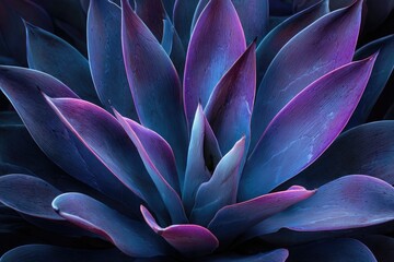 Close-up vibrant agave plant