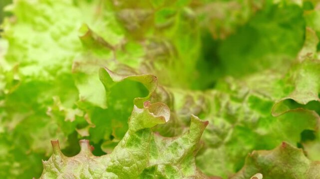 Green red lettuce lollo rosso leaves top view, motion camera turning. Food background rotating. Greengrocer's stall. Fresh organic zero-carbon radicchio On The Street Market. Vegetable salad backdrop